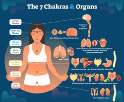 1. Chakra and organs copy_page-0001 1. Chakra and organs copy_page-0001