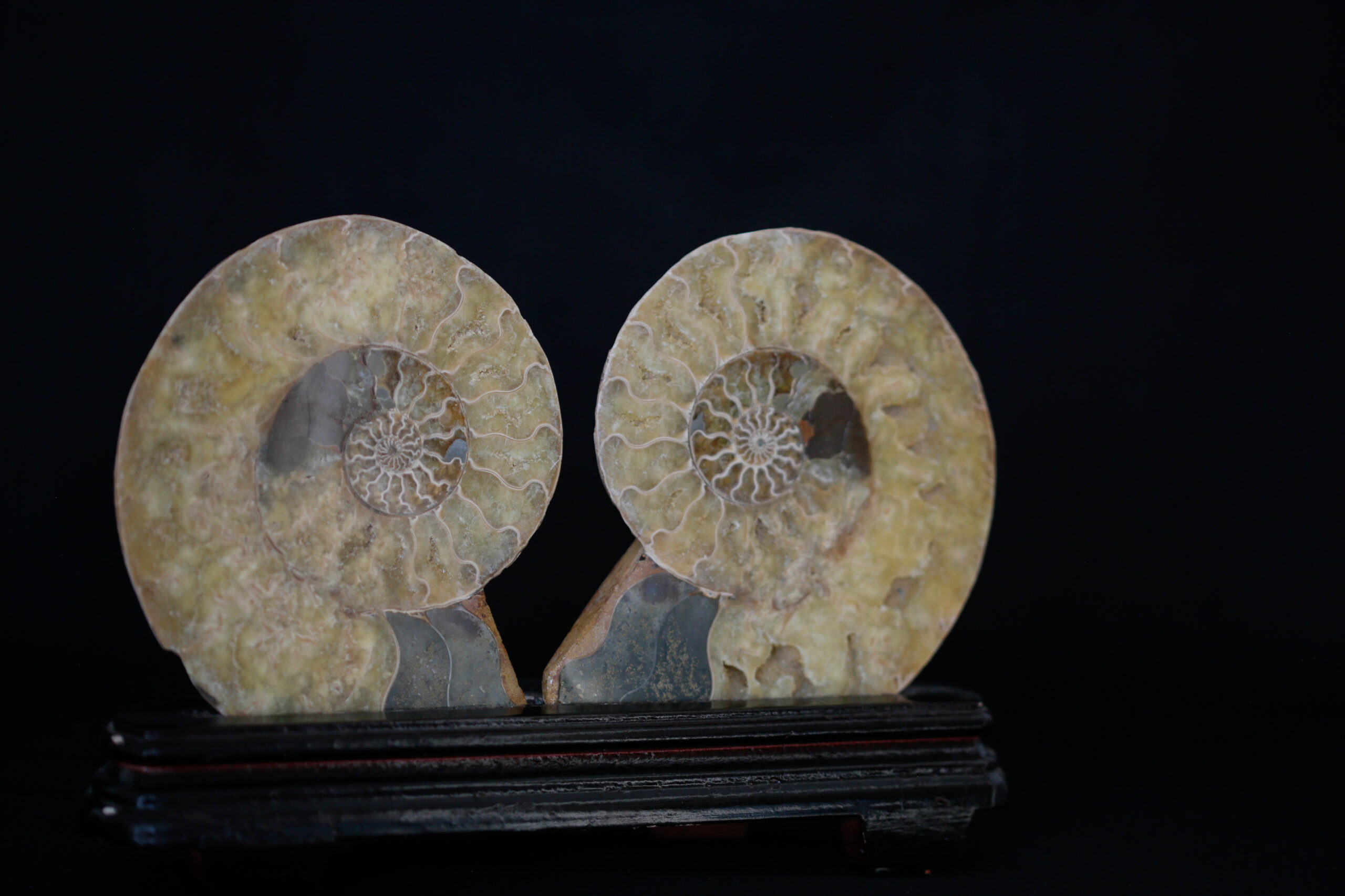 Ammonite