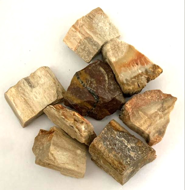 Petrified Wood