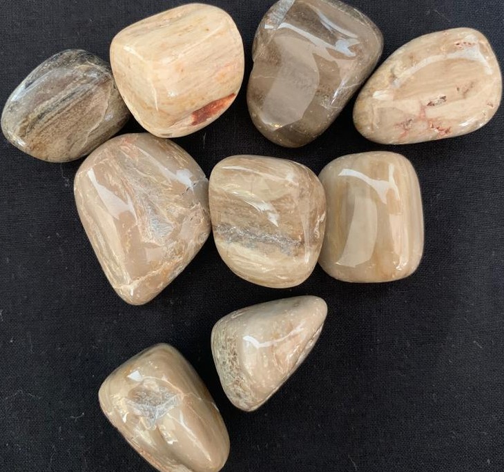Petrified Wood