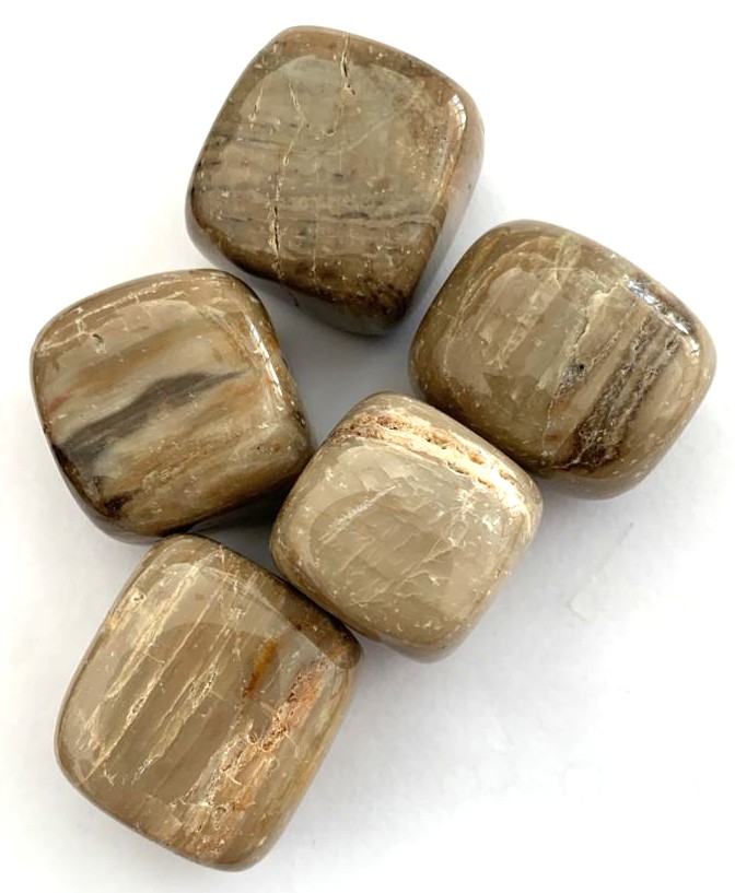 Petrified Wood