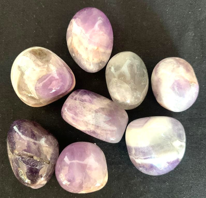 Purple Zebra